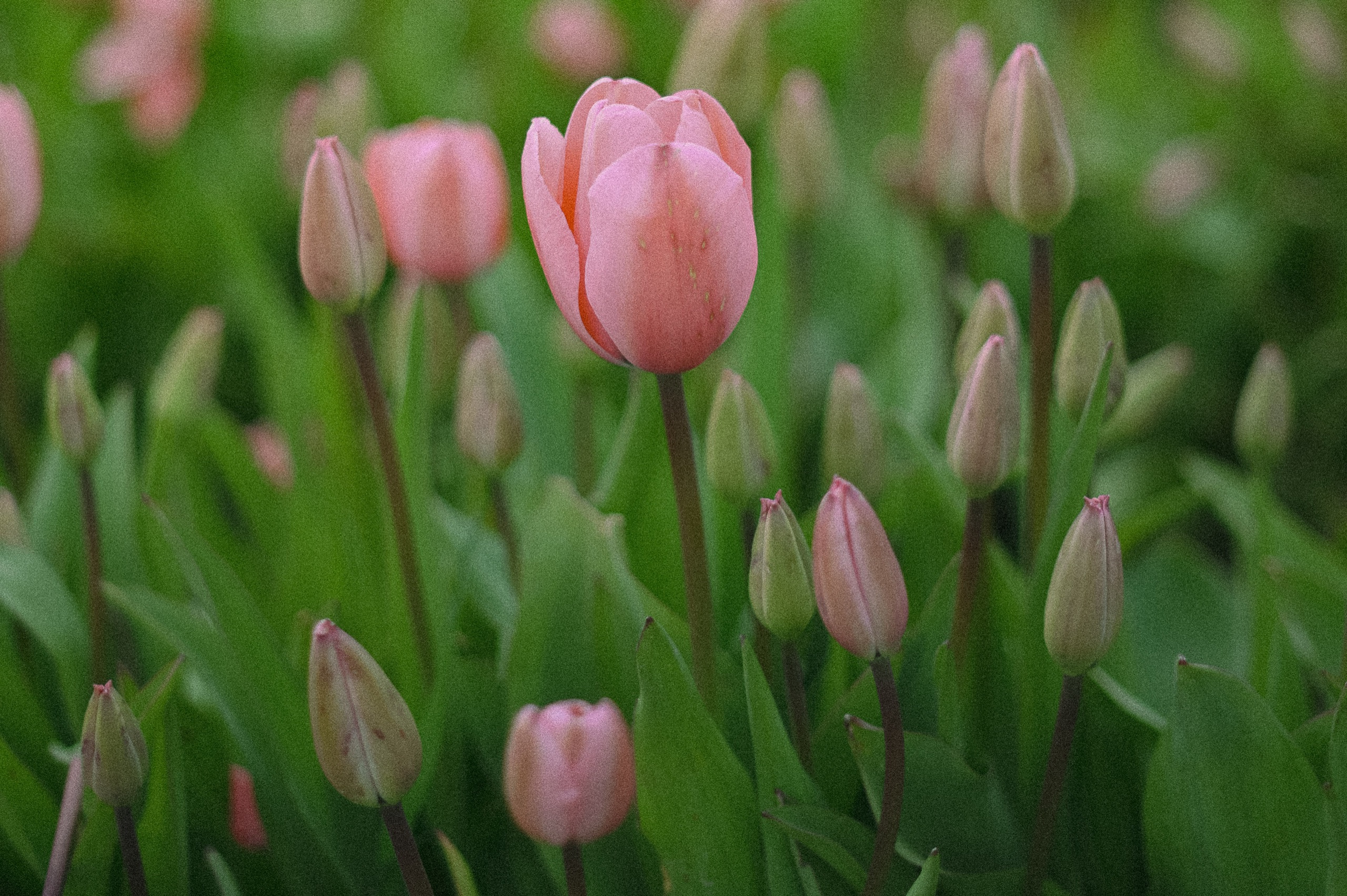 Tulip Fields