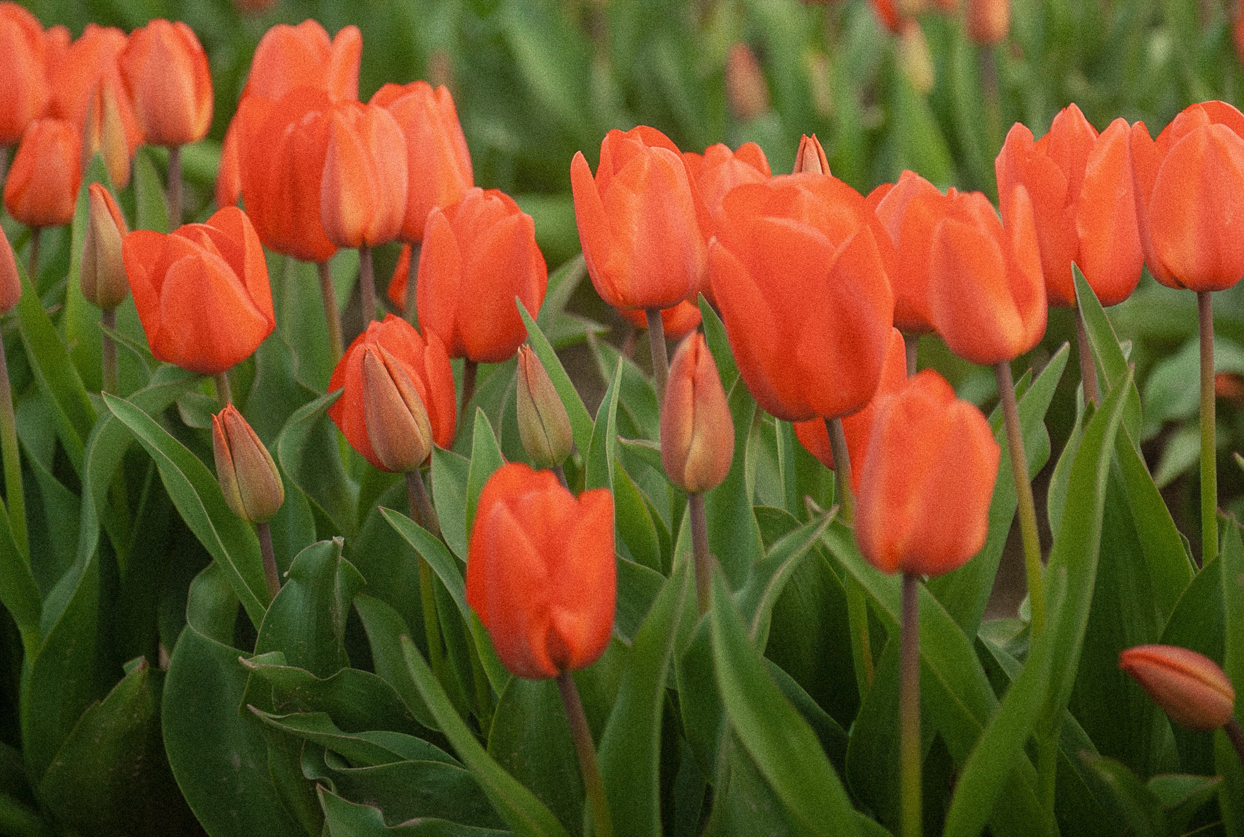 Tulip Fields